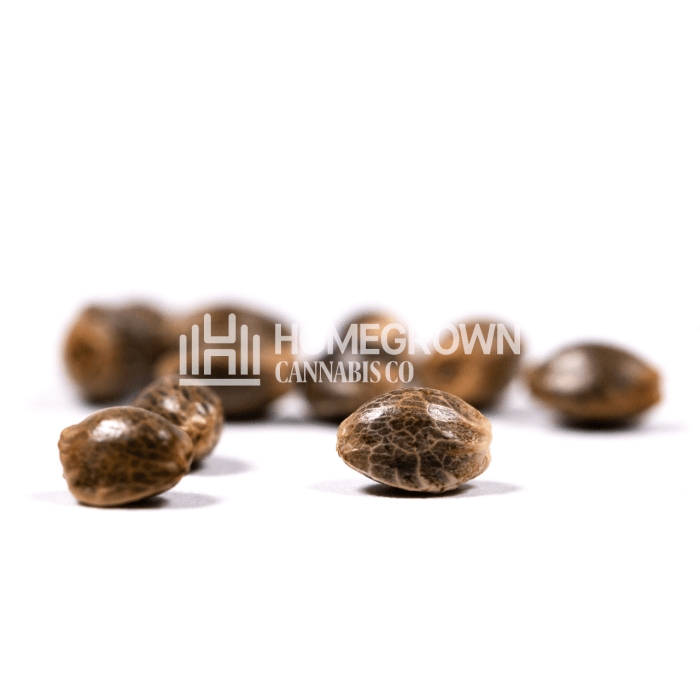 CBD Diesel Seeds for sale