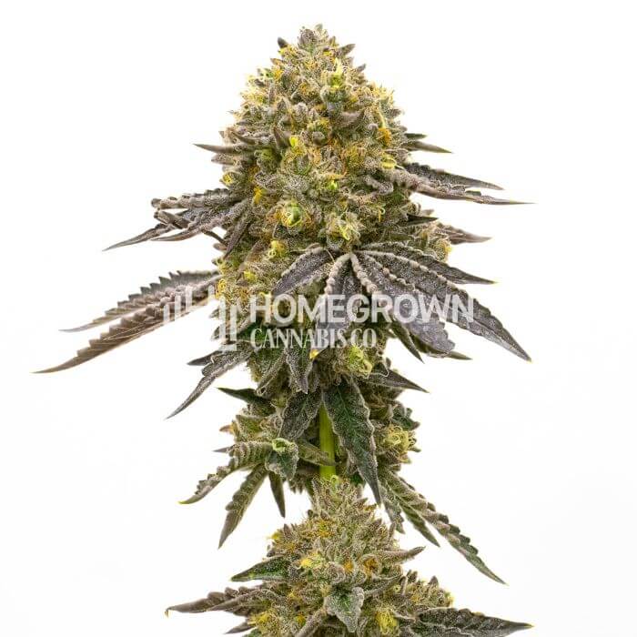 CBD Fruit Seeds for sale