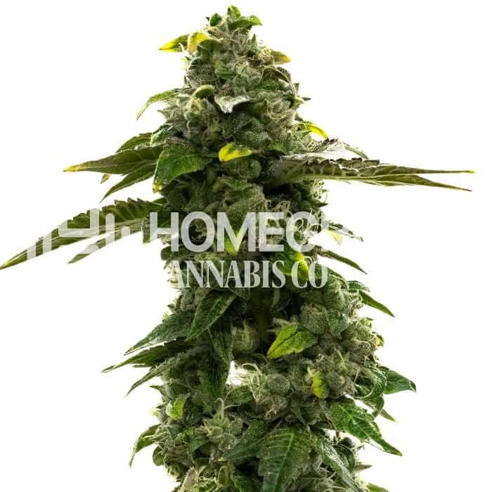 Cbd Black Diesel Seeds for sale