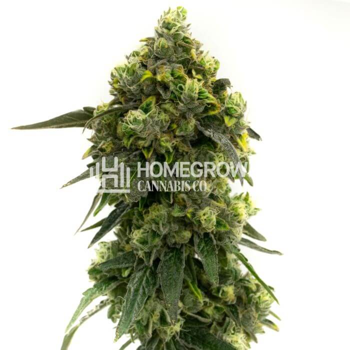 Alien Technology Seeds for sale