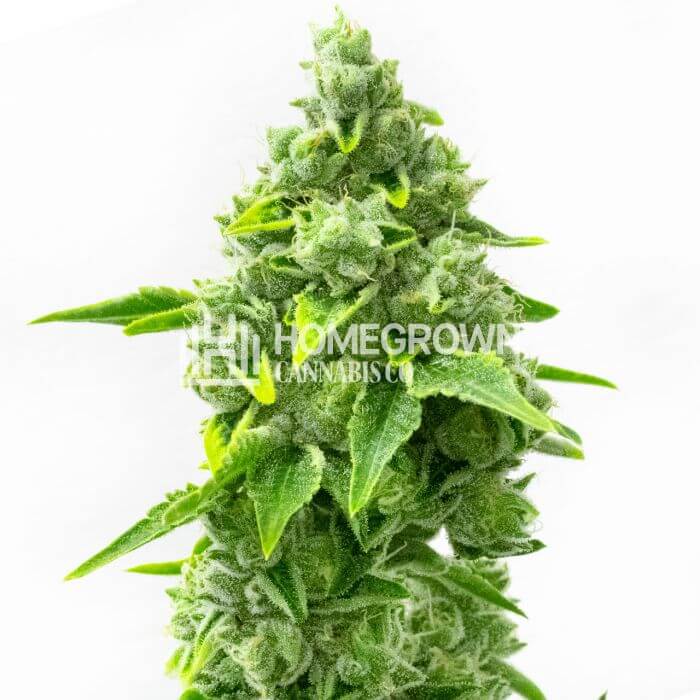 Rainbow Glue Seeds for sale