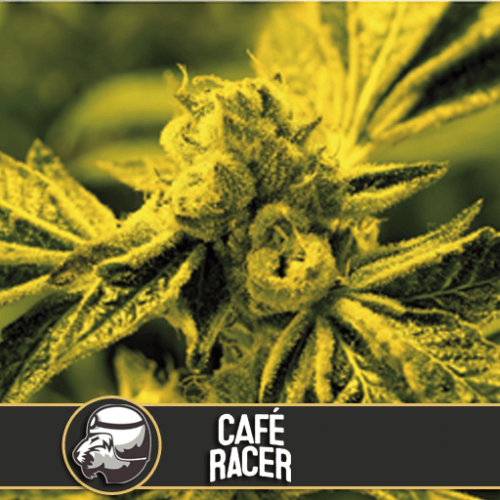 Cafe Racer Seeds for sale