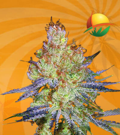 California Orange Seeds for sale