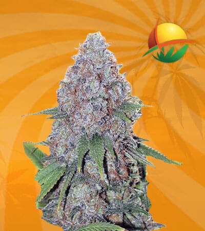 Candy Haze Seeds for sale