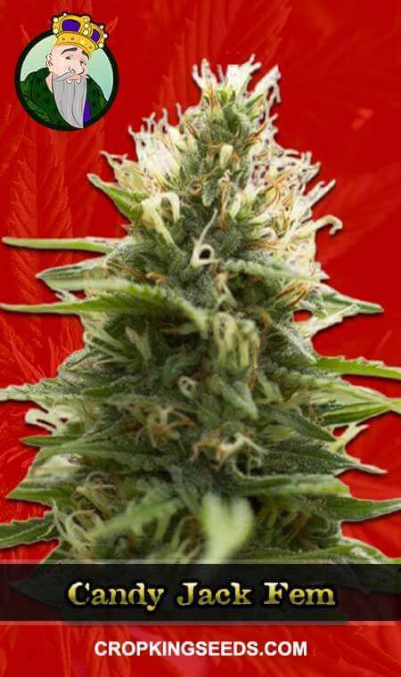 Candy Jack Seeds for sale