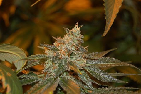 Cataract Kush Seeds for sale