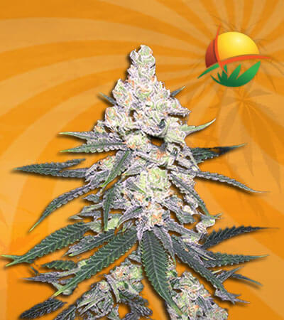 Cb Dutch Treat Seeds for sale