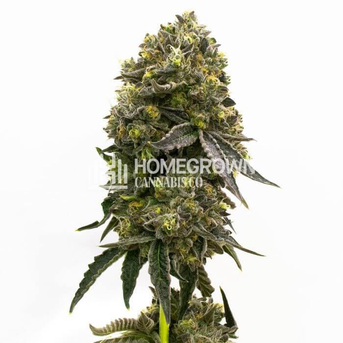 CBD Carmen 2.0 Seeds for sale