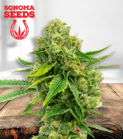 Cheese Diesel Seeds for sale