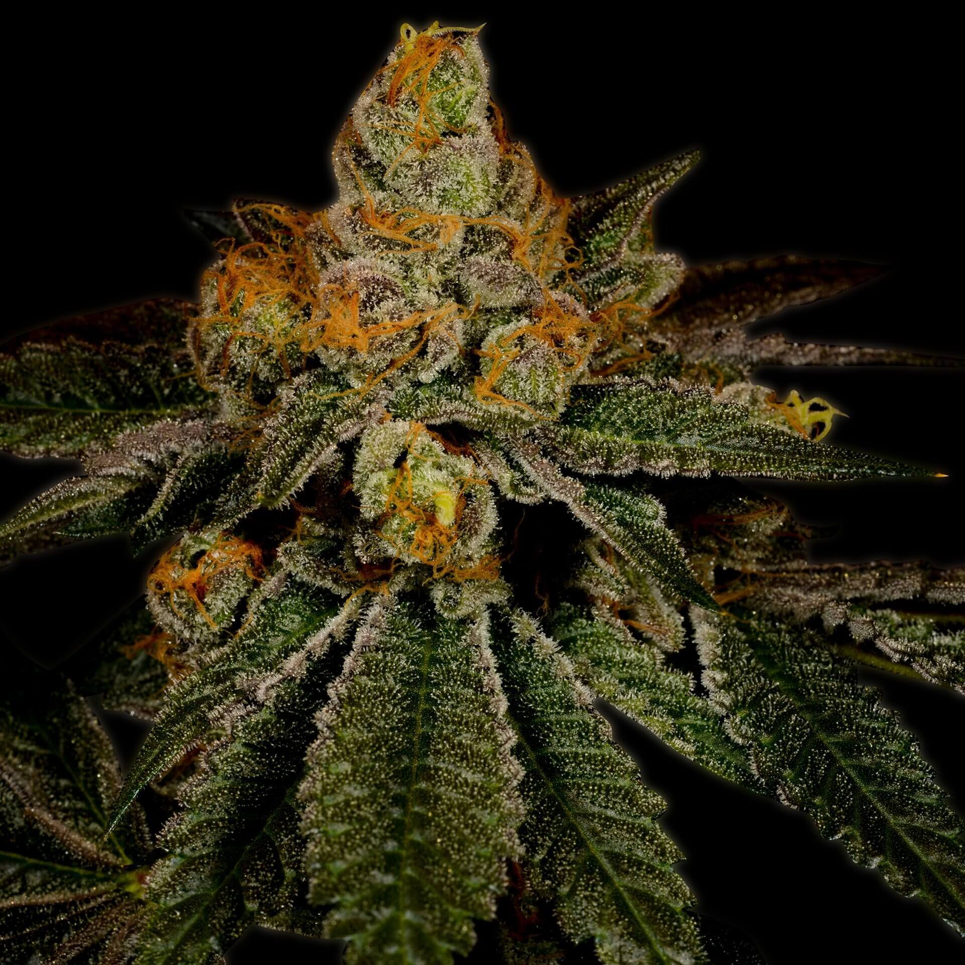 Chemdawg Seeds for sale