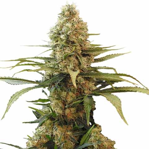 Chronic Widow Seeds for sale