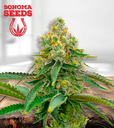 Critical 47 Seeds for sale