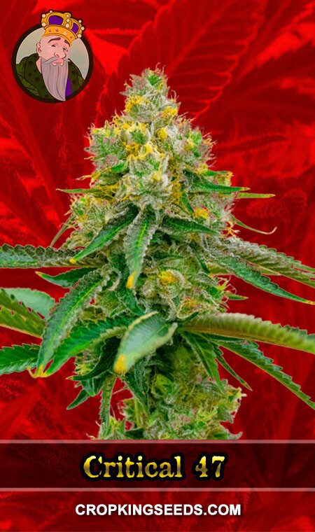 Critical 47 Seeds for sale
