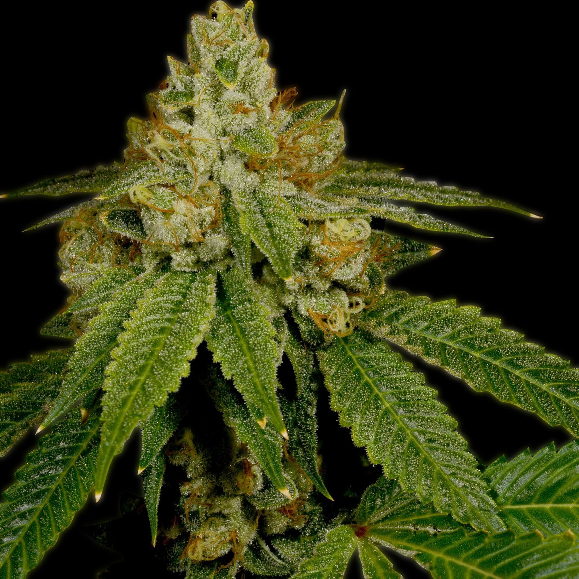 Critical Kush Seeds for sale