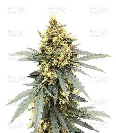 Critical Orange Punch Seeds for sale