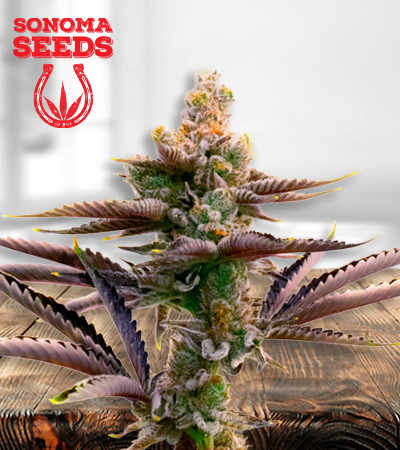 Critical Purple Seeds for sale