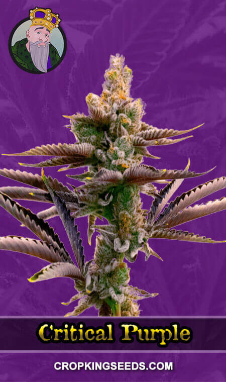 Critical Purple Seeds for sale