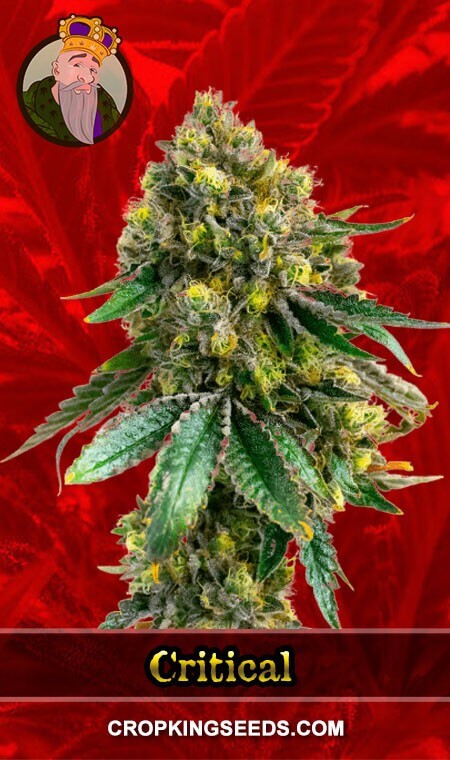 Critical Plus Seeds for sale