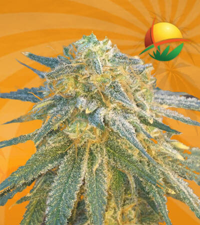 Crown Royale Seeds for sale