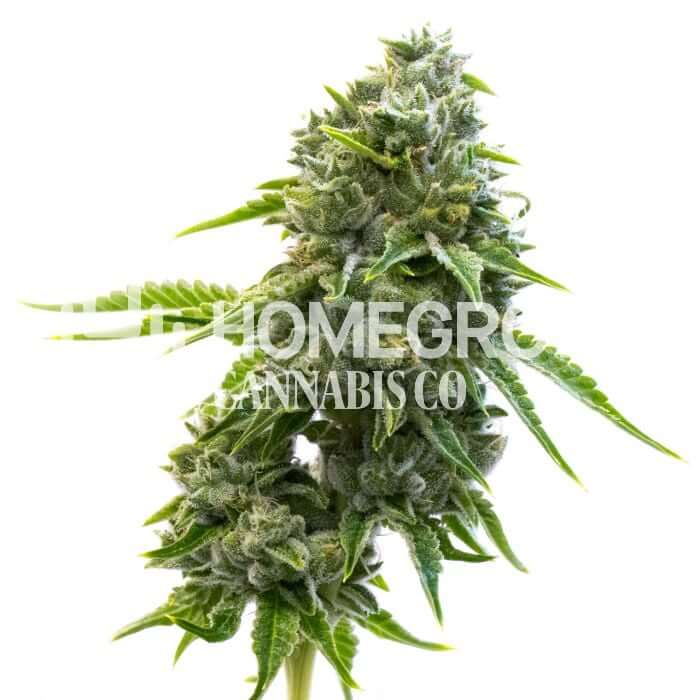 La Confidential Seeds for sale