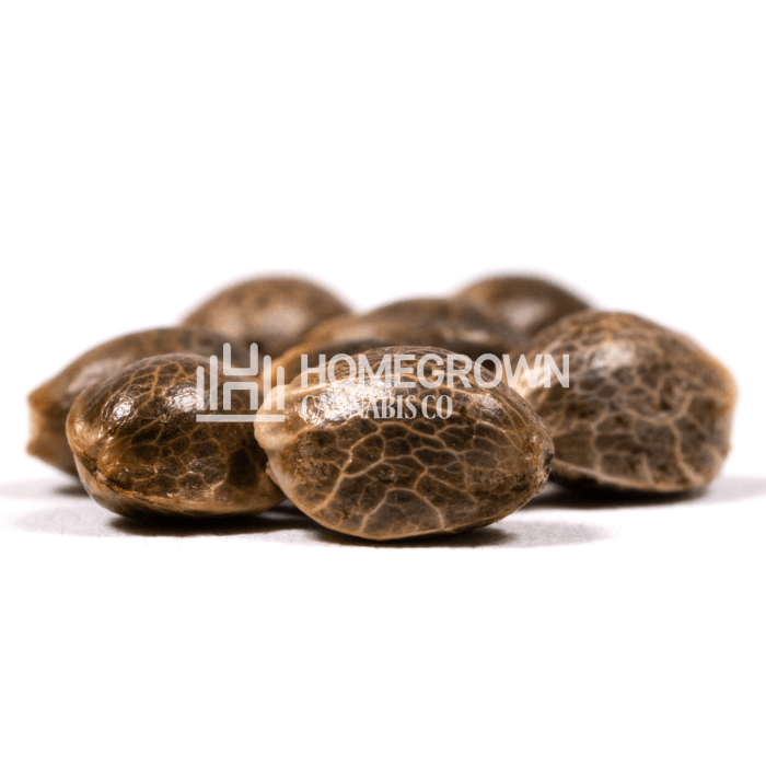 CBD MediBerry Seeds for sale