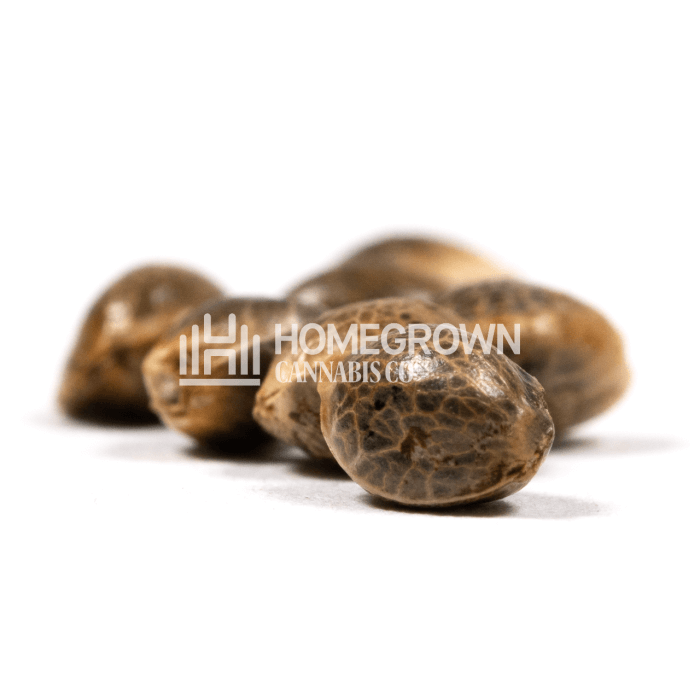 CBD Med Gom Seeds for sale