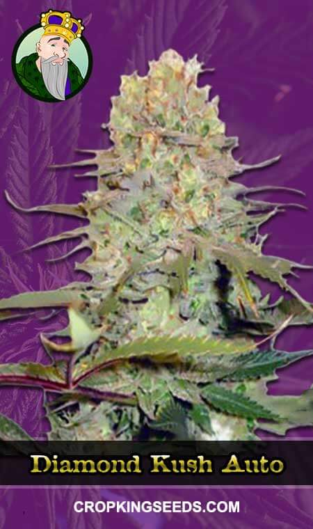 Diamond Kush Seeds for sale