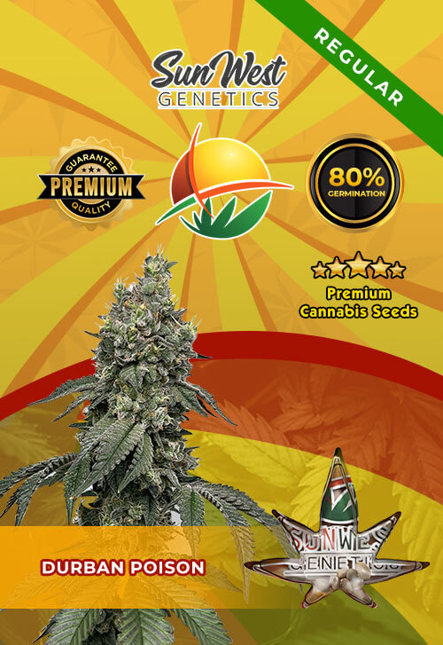 Durban Poison Seeds for sale