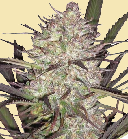 Durban Poison Seeds for sale