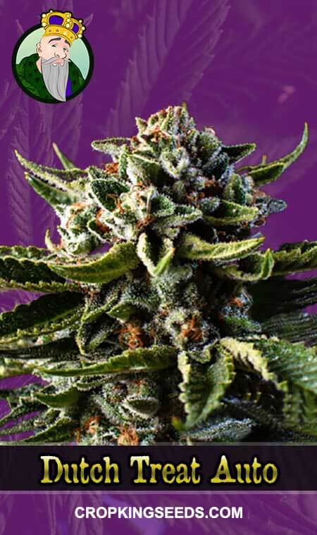 Dutch Treat Seeds for sale