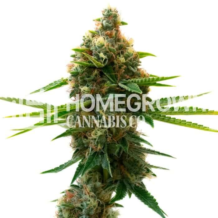Shishkaberry Punch Seeds for sale