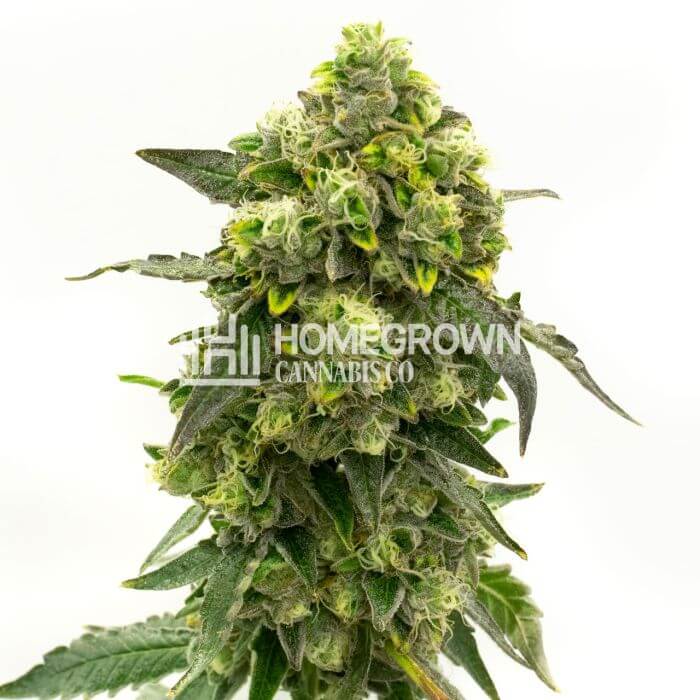 CBD Gold Leaf Seeds for sale