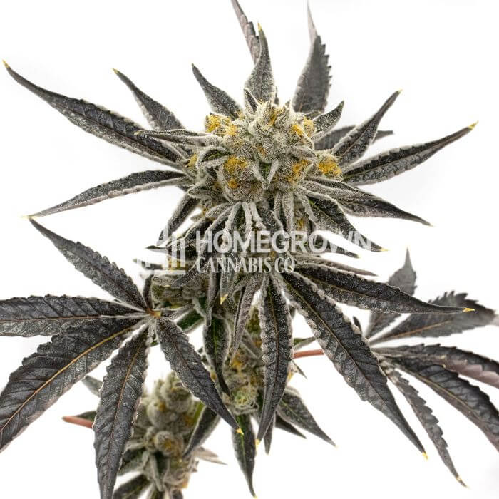 Grandaddy Purple Seeds for sale