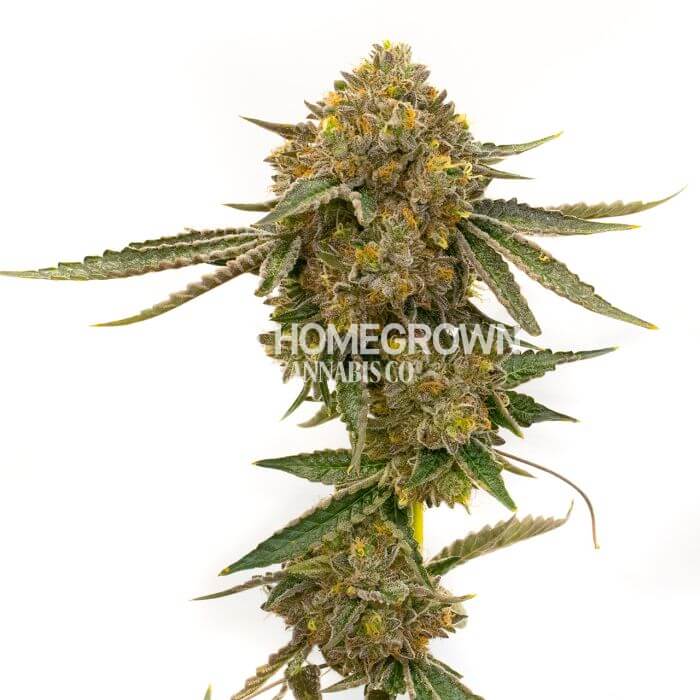 CBD Harlequin Seeds for sale