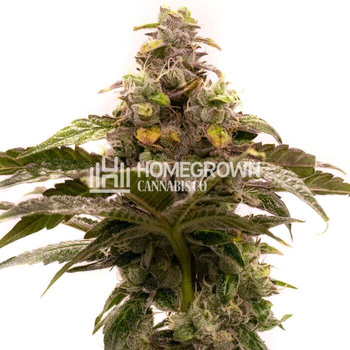 Tropic Thunder Seeds for sale