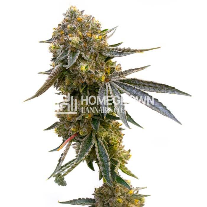 CBD Cannatonic Seeds for sale