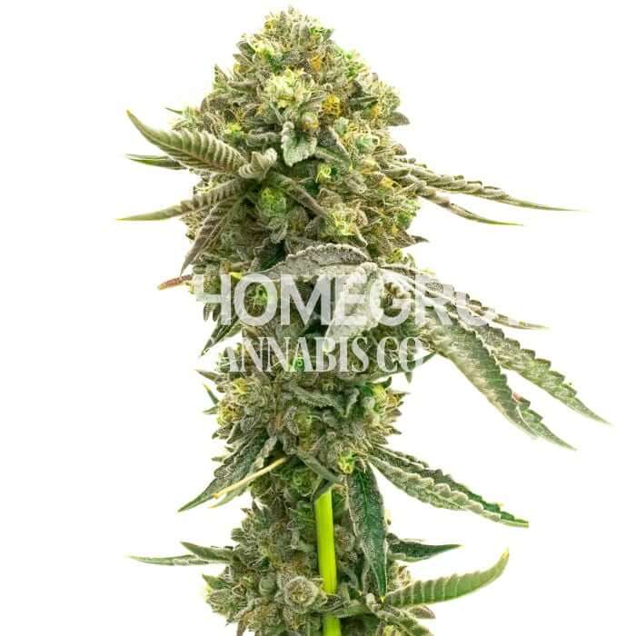 White Fire Og Seeds for sale