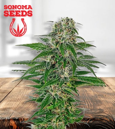 Early Skunk Seeds for sale