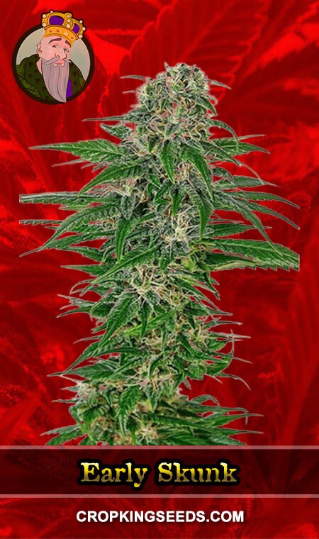 Early Skunk Seeds for sale