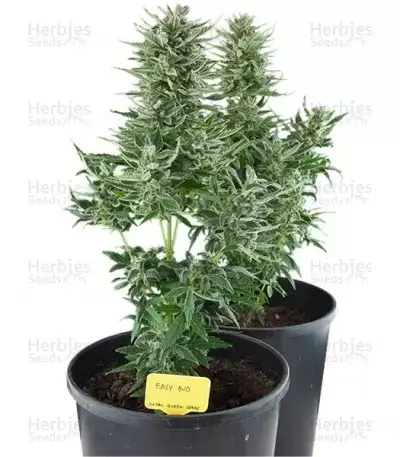 Easy Bud Seeds for sale