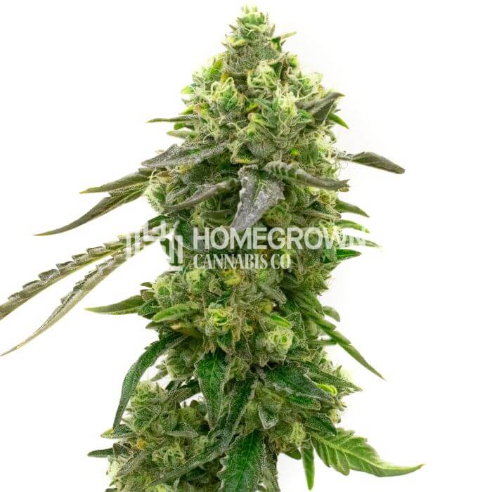 CBD Harlequin Kimbo Kush Seeds for sale