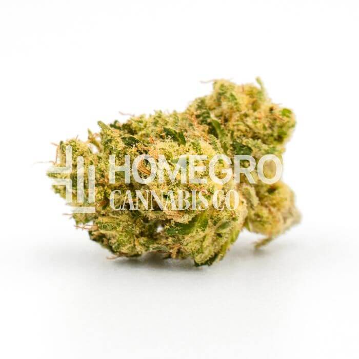 Humboldt Seeds for sale