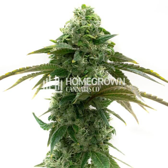 Chocolope Seeds for sale