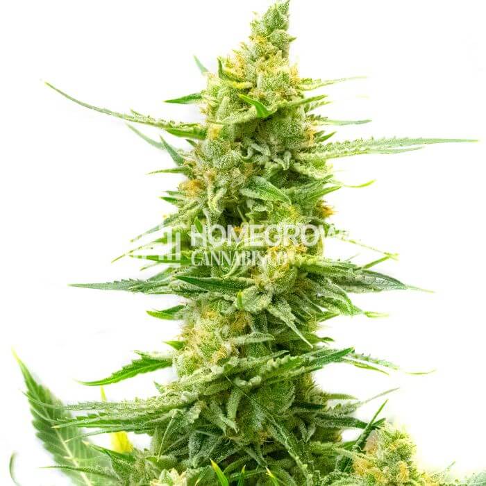 CBD Strawberry Kush Seeds for sale