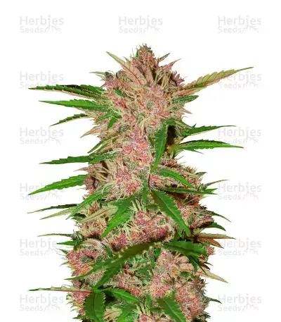 Fastberry Seeds for sale