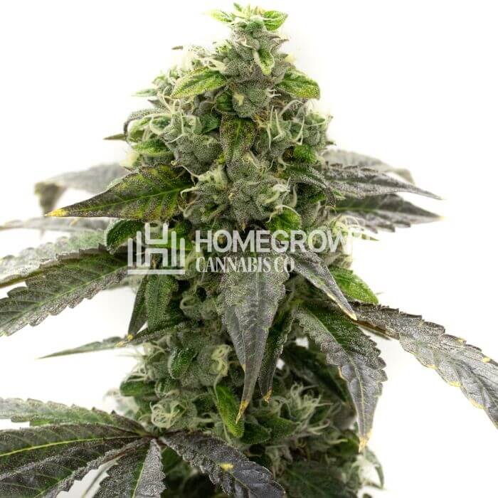 CBD Blueberry Seeds for sale