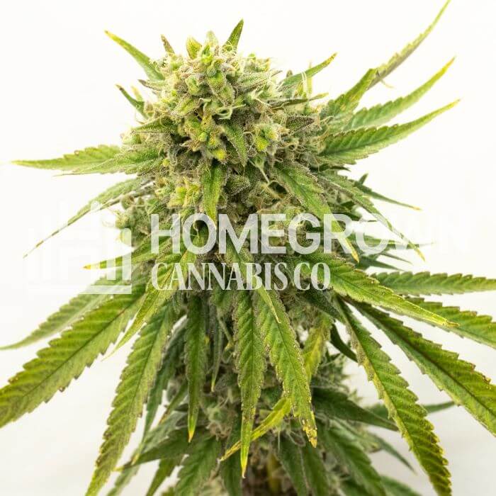 Big Bang Auto feminized seeds by Green House Seeds - Herbies