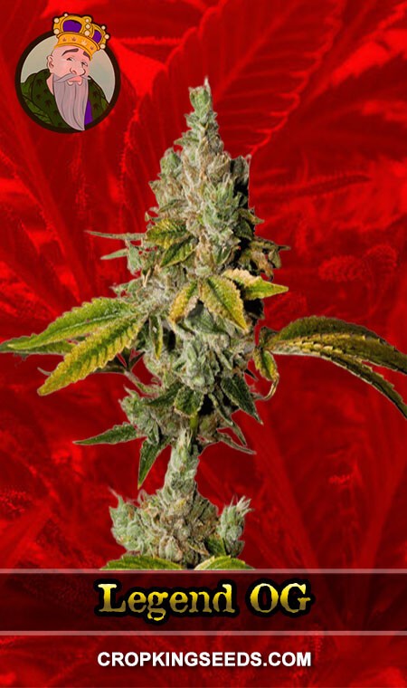 Legend Og Seeds for sale