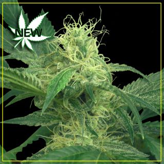 King's Kush Seeds for sale