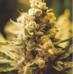 Lemon Kush Seeds for sale